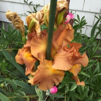 copper colored iris